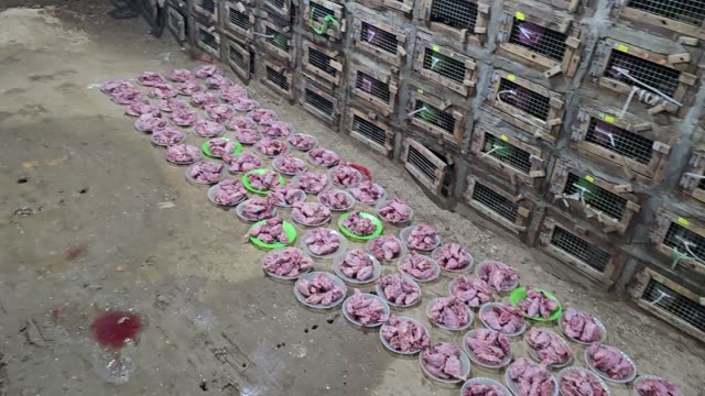 Rows Of Feed Plates
