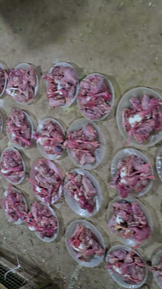 Many Plates Of Feed