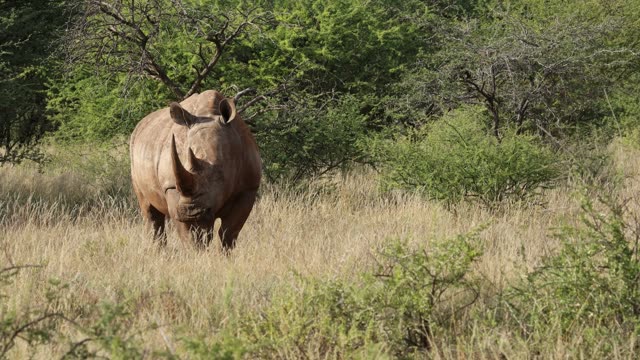 Rhino Pair Feeding Together