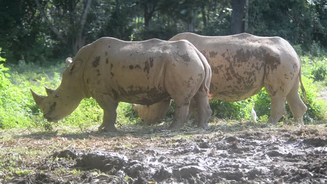 White Rhino Grazing With Egret