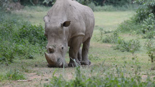 White Rhino Grazing With Egret