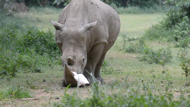 Rhino Pair Feeding Together