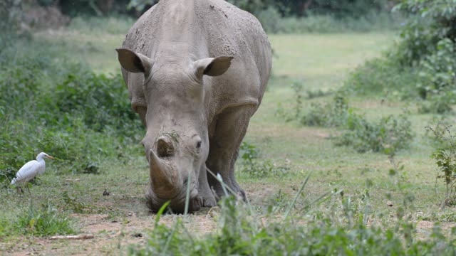 White Rhino Grazing With Egret