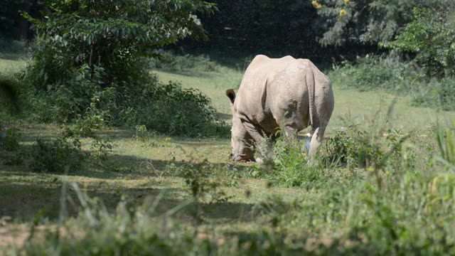 Rhino Pair Feeding Together