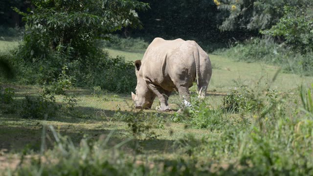 White Rhino Grazing With Egret