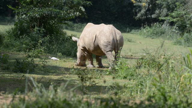 Rhino Pair Feeding Together