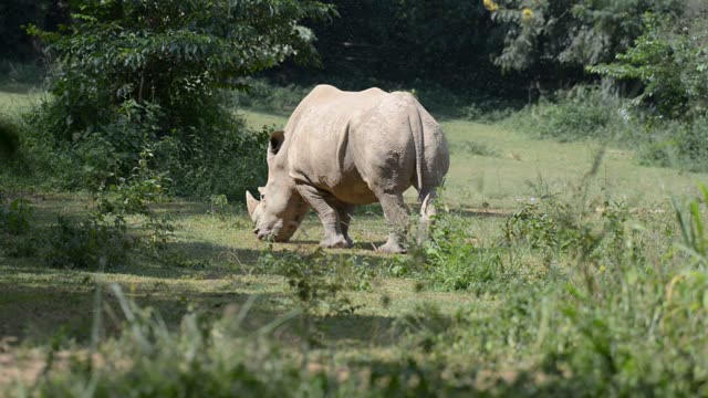 White Rhino Grazing With Egret
