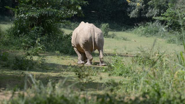 Rhino Pair Feeding Together
