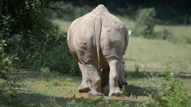 White Rhino Grazing With Egret