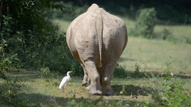 Rhinos Socializing At Feeding Site