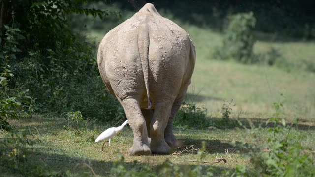White Rhino Grazing With Egret