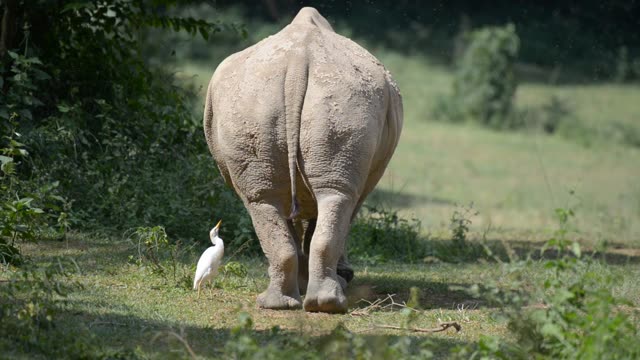 Rhinos Socializing At Feeding Site