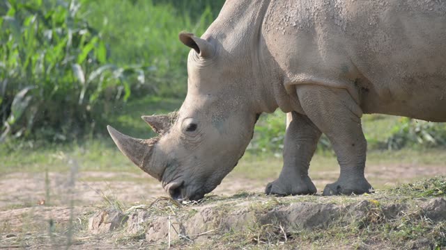 White Rhino Grazing With Egret