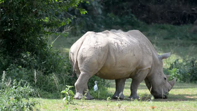 Rhino Pair Feeding Together
