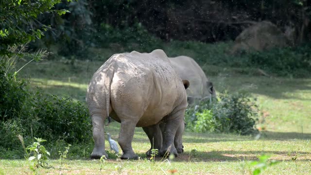 White Rhino Grazing With Egret