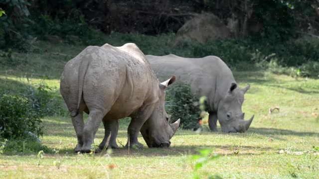 White Rhino Grazing With Egret