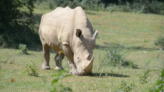 White Rhino Grazing With Egret