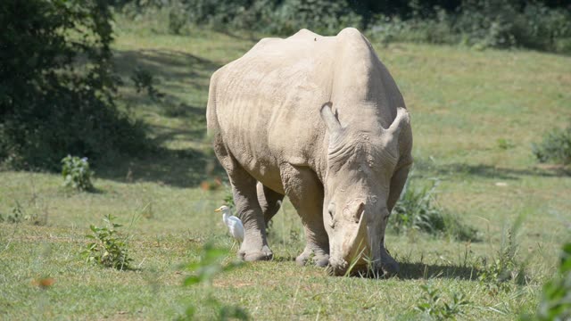 Rhinos Socializing At Feeding Site
