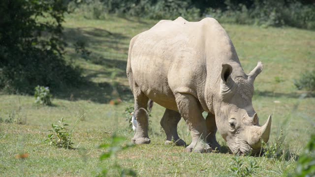 White Rhino Grazing With Egret