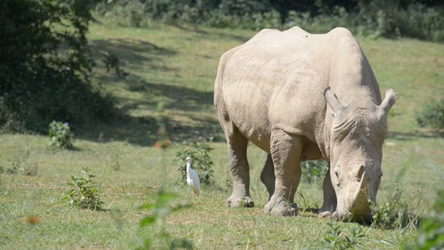 Rhinos Socializing At Feeding Site