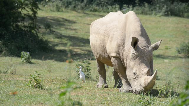 White Rhino Grazing With Egret