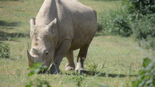 Rhino Pair Feeding Together