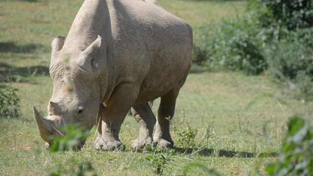 White Rhino Grazing With Egret