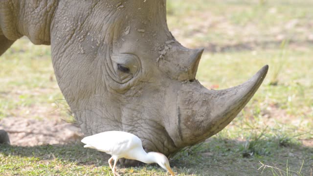 Rhino Pair Feeding Together