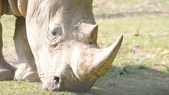 White Rhino Grazing With Egret