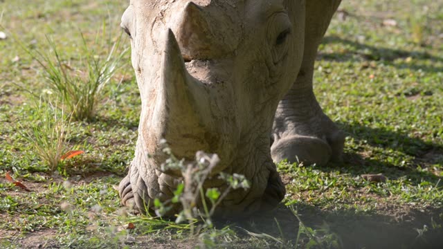 Rhino Pair Feeding Together