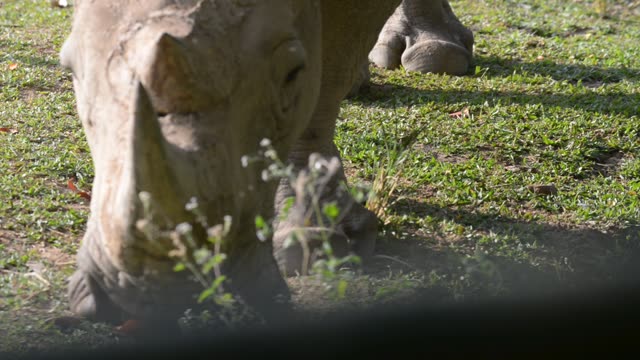 White Rhino Grazing With Egret