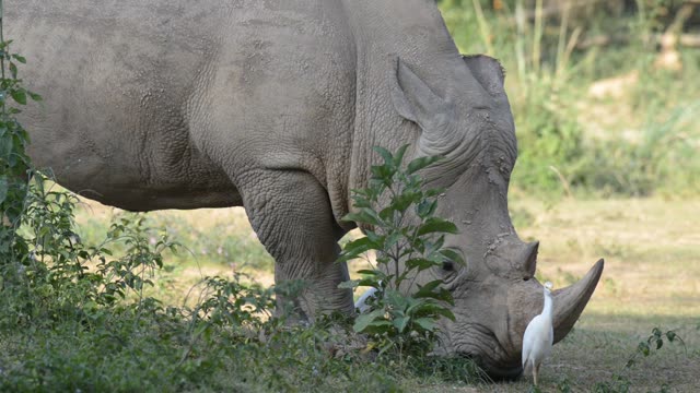 Rhino Pair Feeding Together