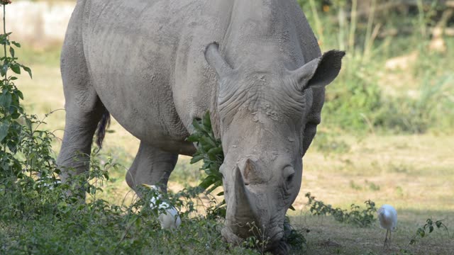 White Rhino Grazing With Egret