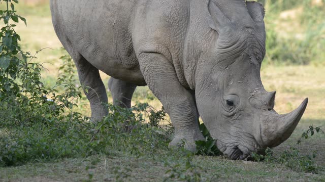 Rhino Pair Feeding Together