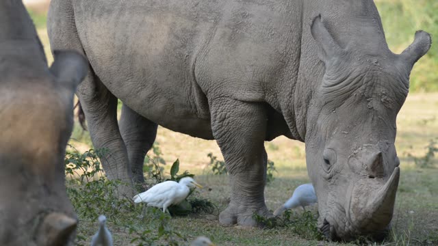 White Rhino Grazing With Egret