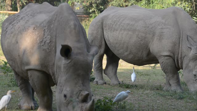 Rhino Pair Feeding Together