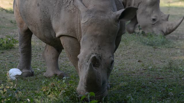 White Rhino Grazing With Egret