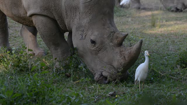 Rhino Pair Feeding Together