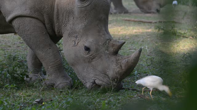 White Rhino Grazing With Egret