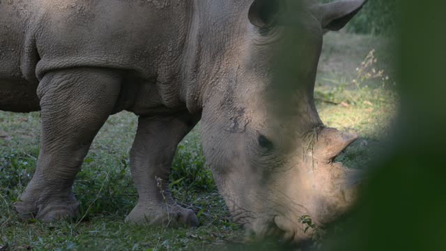 Rhino Pair Feeding Together