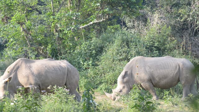 Rhino Pair Feeding Together