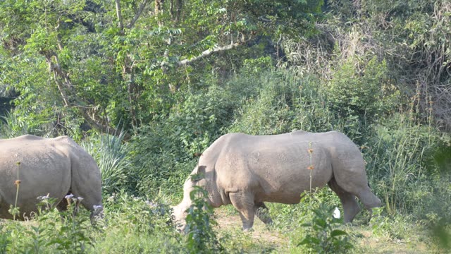 White Rhino Grazing With Egret