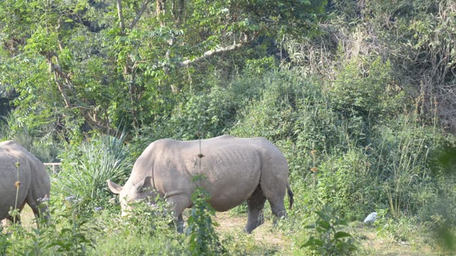 Rhino Pair Feeding Together