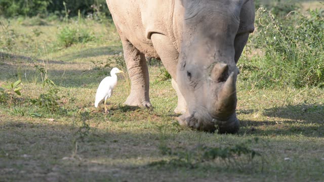 White Rhino Grazing With Egret