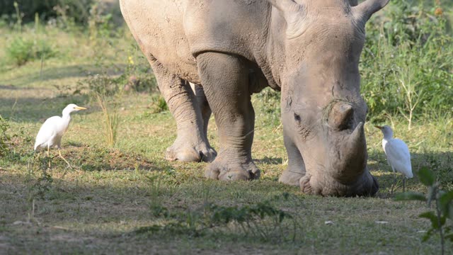 Rhino Pair Feeding Together