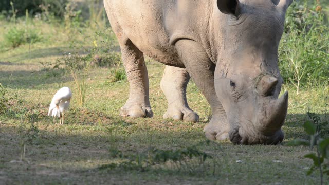 White Rhino Grazing With Egret