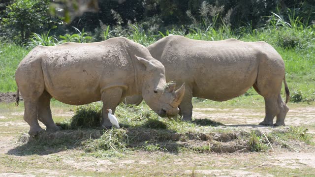 Rhino Pair Feeding Together