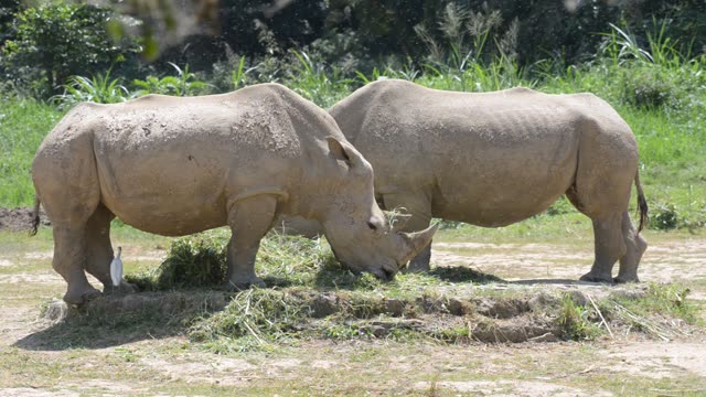 White Rhino Grazing With Egret