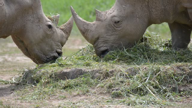 Rhinos Socializing At Feeding Site