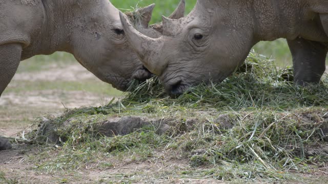 White Rhino Grazing With Egret
